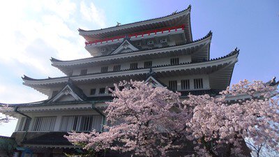 熱海城の桜