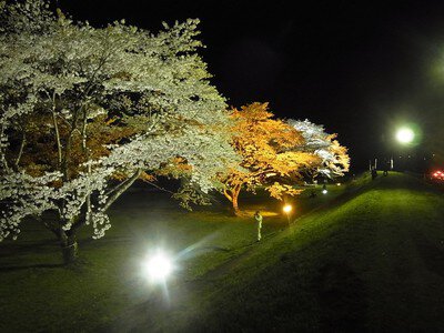 雫石川園地の桜並木
