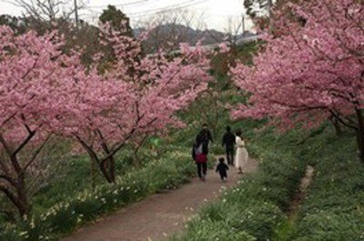 佐久間ダム公園の桜