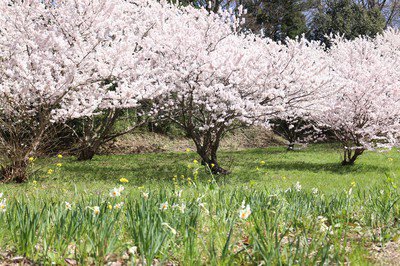 BIOTOPIA(ビオトピア)の桜