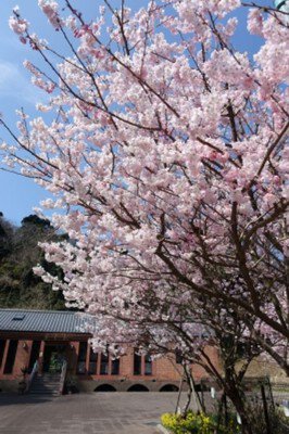観音崎公園の桜