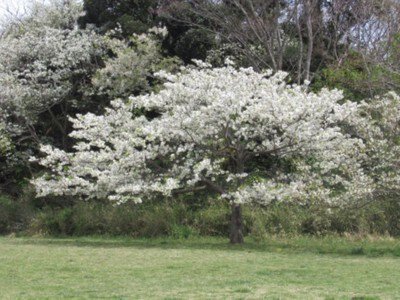 観音崎公園の桜