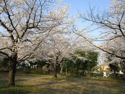 城山公園の桜(埼玉県)