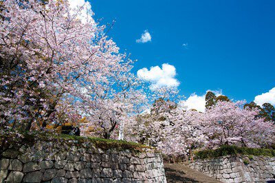 舞鶴公園(宮崎県)の桜