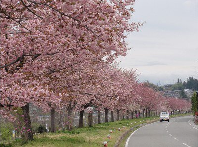 名勝天龍峡の桜
