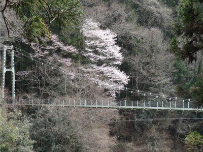 名勝天龍峡の桜