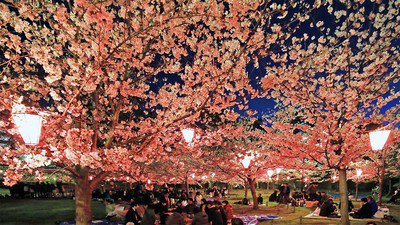 史跡高松城跡玉藻公園の桜