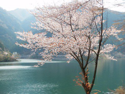 飯能市名栗湖の桜