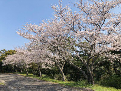 魚見岳の桜
