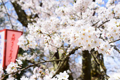 亀山公園の桜(福井県)
