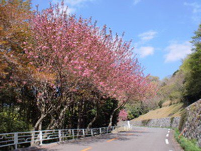 愛知こどもの国の桜