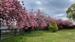 川越公園の桜 画像(4/4) ※写真は2021年のもの