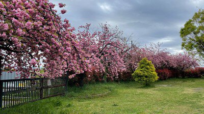 川越公園の桜