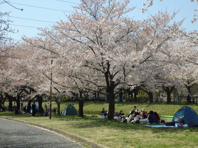 川越公園(川越水上公園)の桜