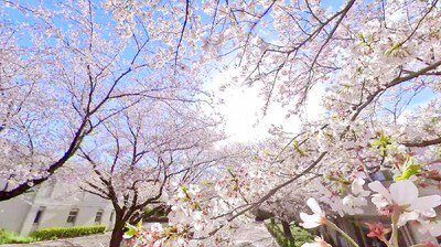 千葉市動物公園の桜