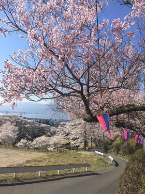 水月公園の桜