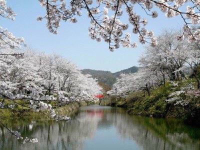 鹿野城跡公園の桜