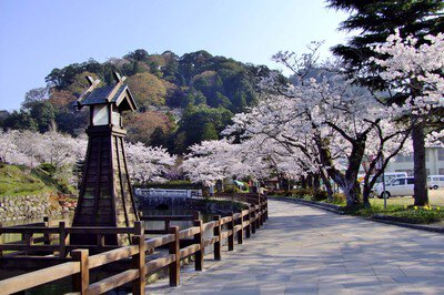 鹿野城跡公園の桜
