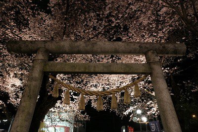 鴻神社の桜