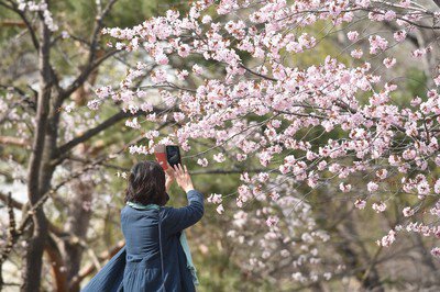 帯広市緑ケ丘公園の桜