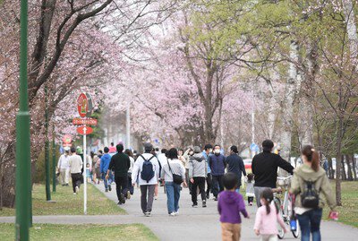 帯広市緑ケ丘公園の桜