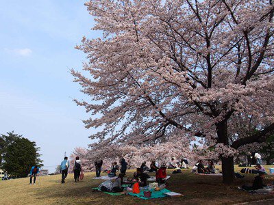 県営狭山稲荷山公園の桜
