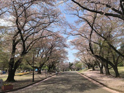 県営狭山稲荷山公園の桜