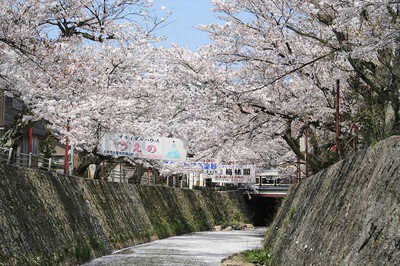 熊坂川河畔の桜