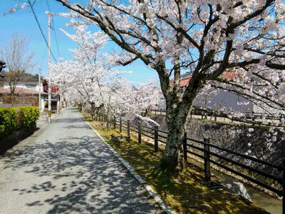 熊坂川河畔の桜