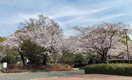 TOSOH PARK永源山(永源山公園)の桜 画像(3/5)
