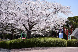 TOSOH PARK永源山(永源山公園)の桜 画像(4/5)