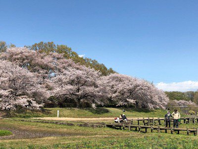 大宮第二公園の桜