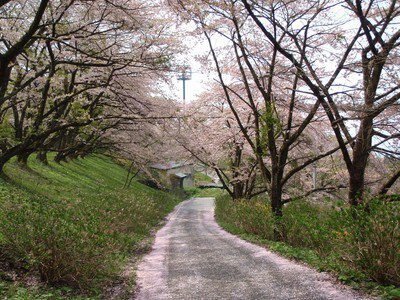西行桜の森