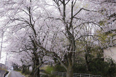 大堰宮公園の桜