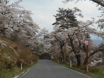 室根山 蟻塚公園の桜