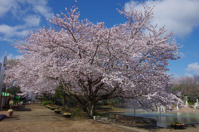 ふなばしアンデルセン公園の桜