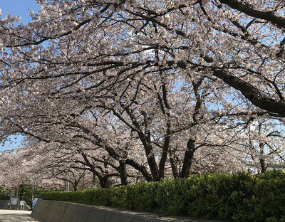 境台場公園の桜