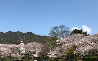 境台場公園の桜