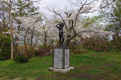 小樽公園の桜