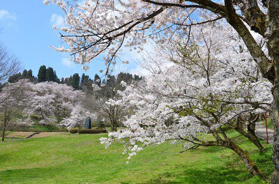 城山公園の桜(富山県)