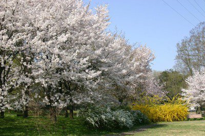 智光山公園「桜の園」の桜