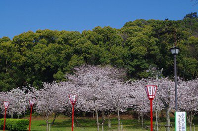 県立琴弾公園の桜