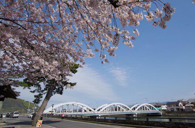 県立琴弾公園の桜