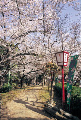安城公園の桜