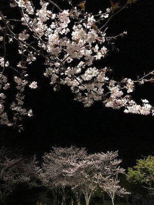 栗山公園の桜