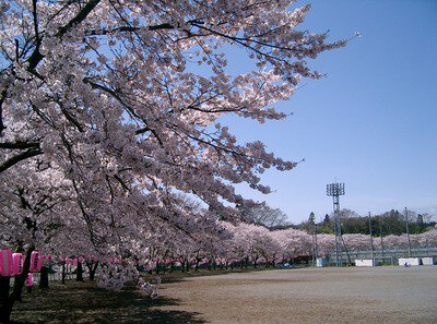 塩田耕地堤の桜